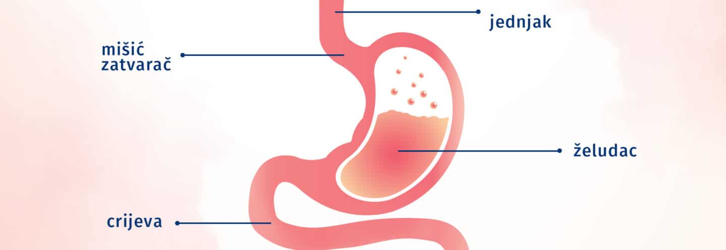 građa-probavnog-sistema-bebe